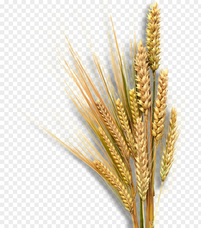Wheat Cartoon Emmer Landscape Equita Ranch Sprouted Nature PNG