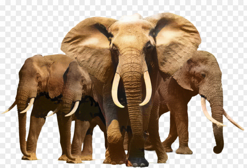 African Bush Elephant Image Transparency PNG