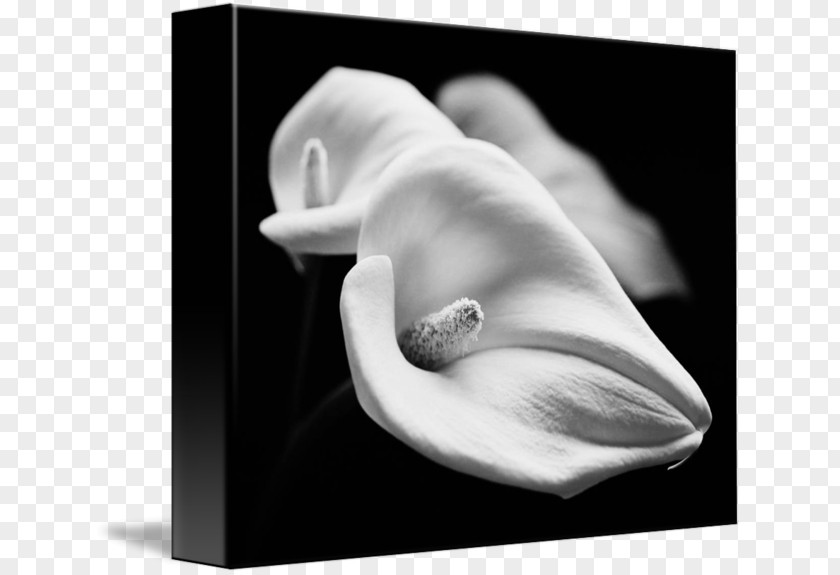 Calla Lilly Still Life Photography White Stock PNG