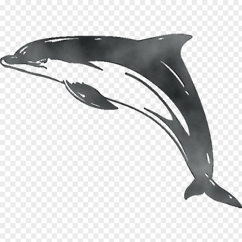 Common Bottlenose Dolphin Short-beaked White-beaked Tucuxi Rough-toothed PNG