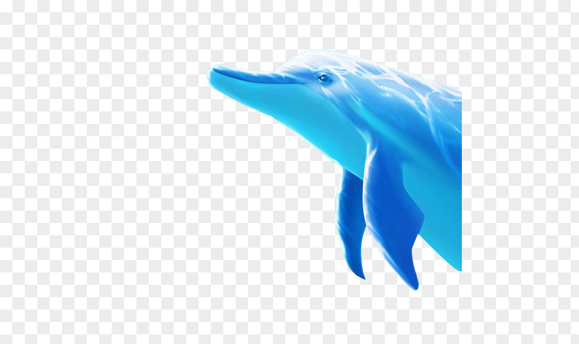 Dolphin Tucuxi Dolphin, Porpoise Blue PNG