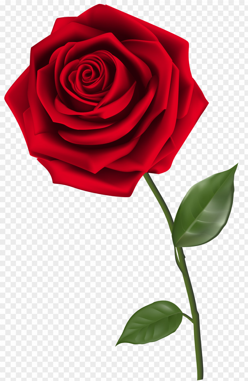 Single Red Rose Clipart Image Clip Art PNG