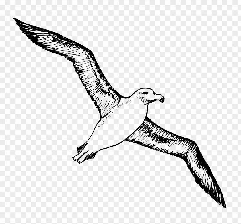Albatross Image Bird Tattoo Gulls PNG
