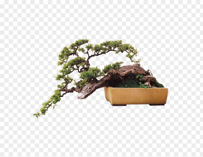 Bonsai Background Image Chinese Sweet Plum Design PNG