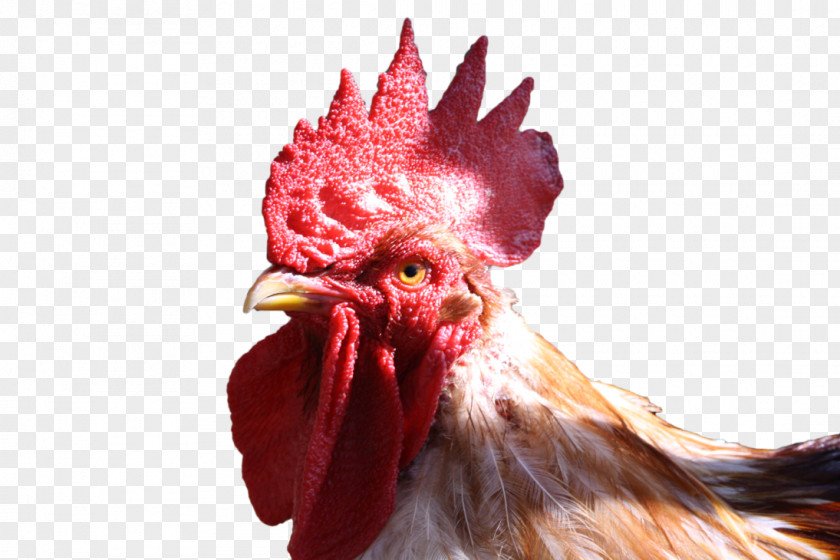 Cock Rooster Chicken PNG