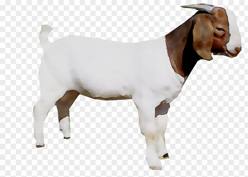 Goat Farming Cattle Agriculture PNG