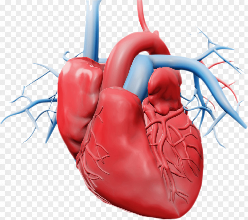 Heart Amour Royalty-free Circulatory System Stock Photography PNG