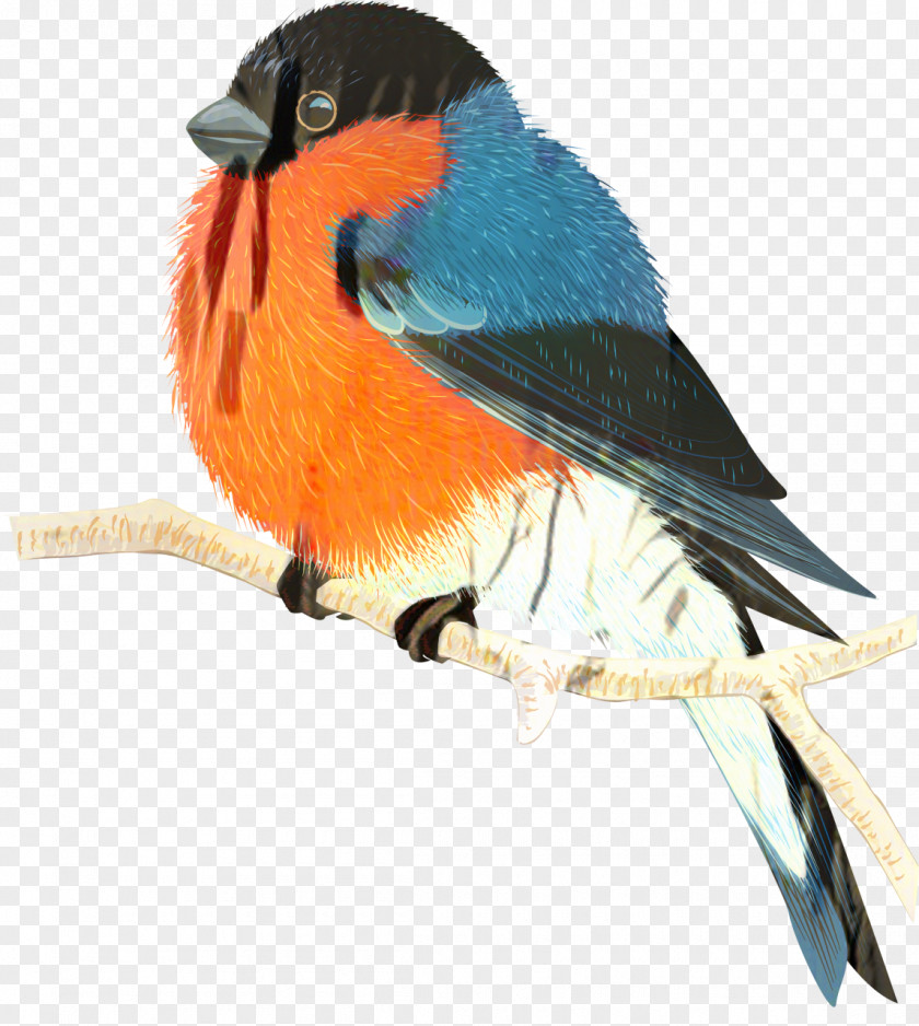 Lazuli Bunting Songbird Bird Cartoon PNG