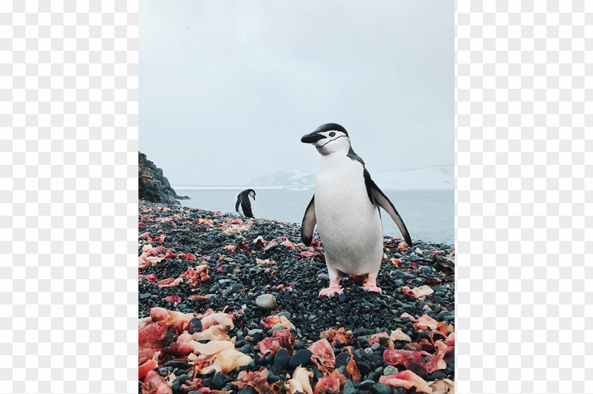 Penguin Fauna Beak PNG