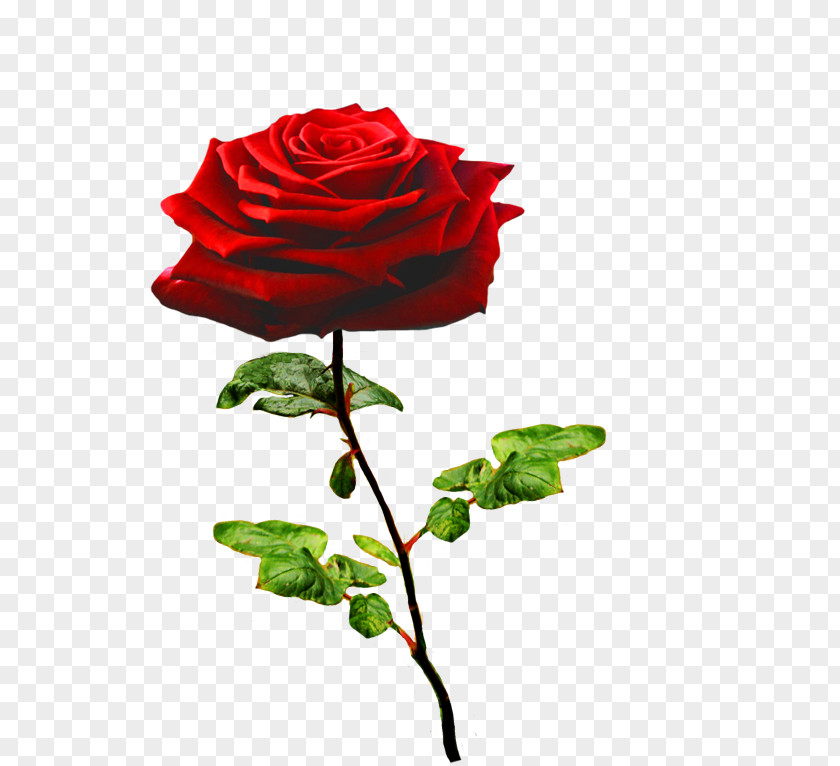 Valentine's Day Garden Roses Flower Floral Design PNG