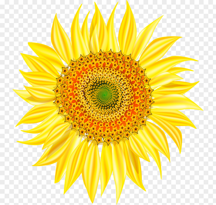 Yellow Sunflowers PNG