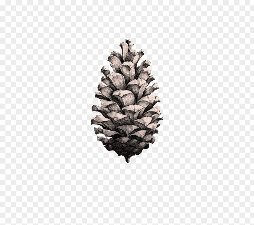 Hand-painted Pine Cones Coulter Pinus Taeda Poster Conifer Cone Paper Collective PNG