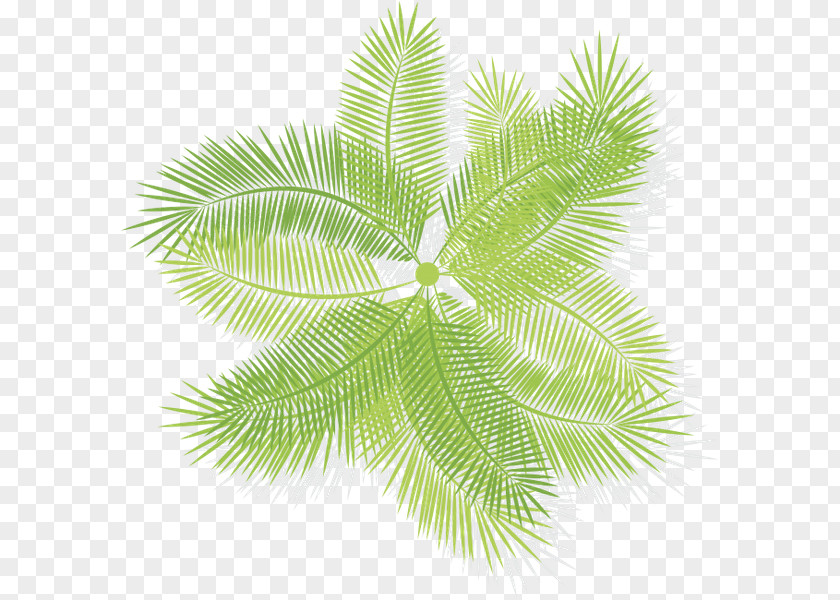 Leaf Burknar Arecaceae Fern Vascular Plant PNG