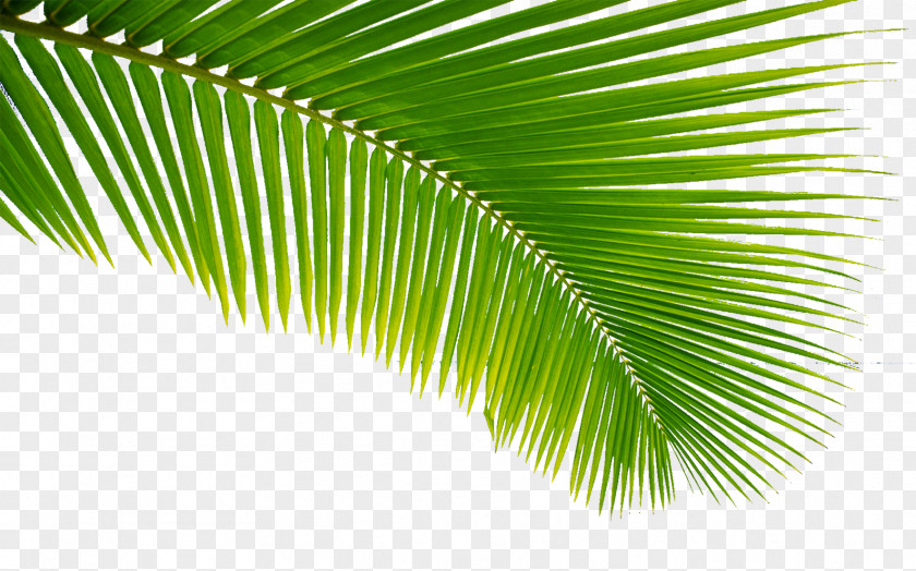 Palm Tree Sunday Easter Bible Holy Week Wish PNG