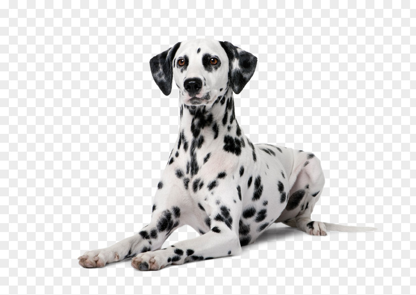 Puppy Dalmatian Dog Boston Terrier Police PNG
