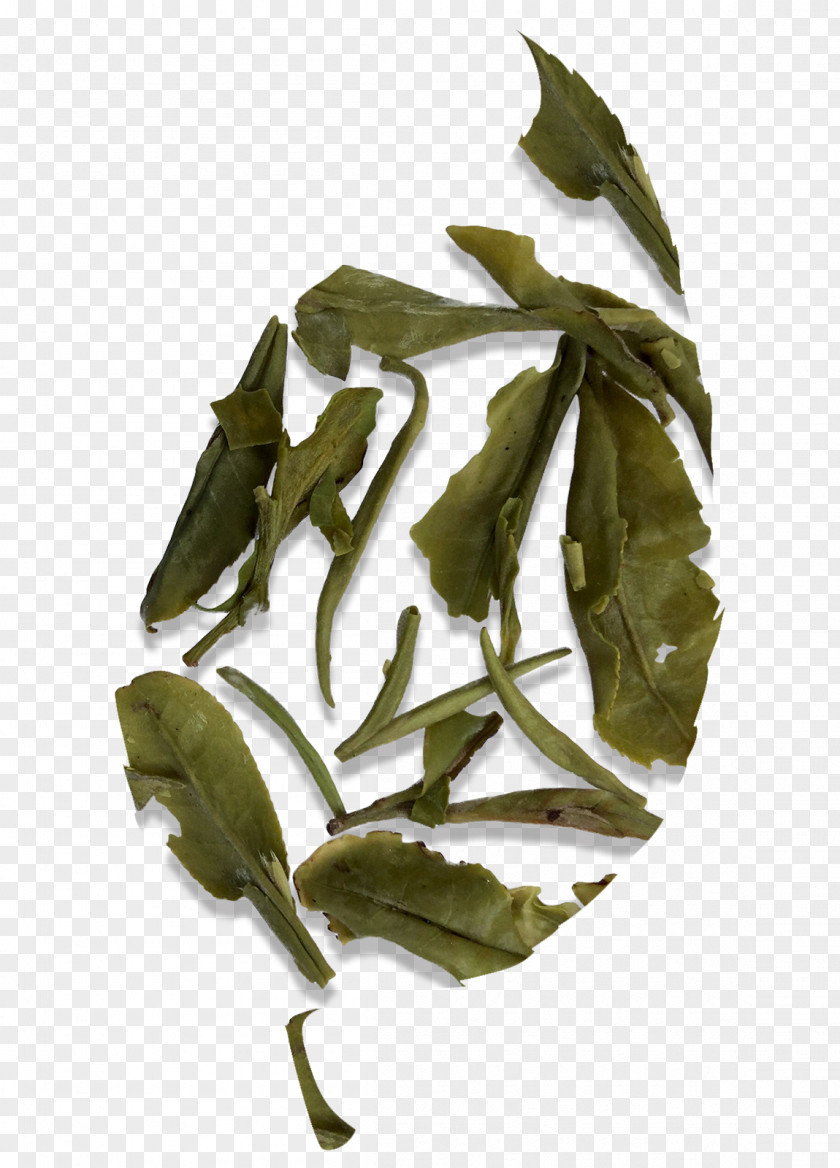 Tea Leaves White Fujian Tieguanyin Bai Mudan PNG