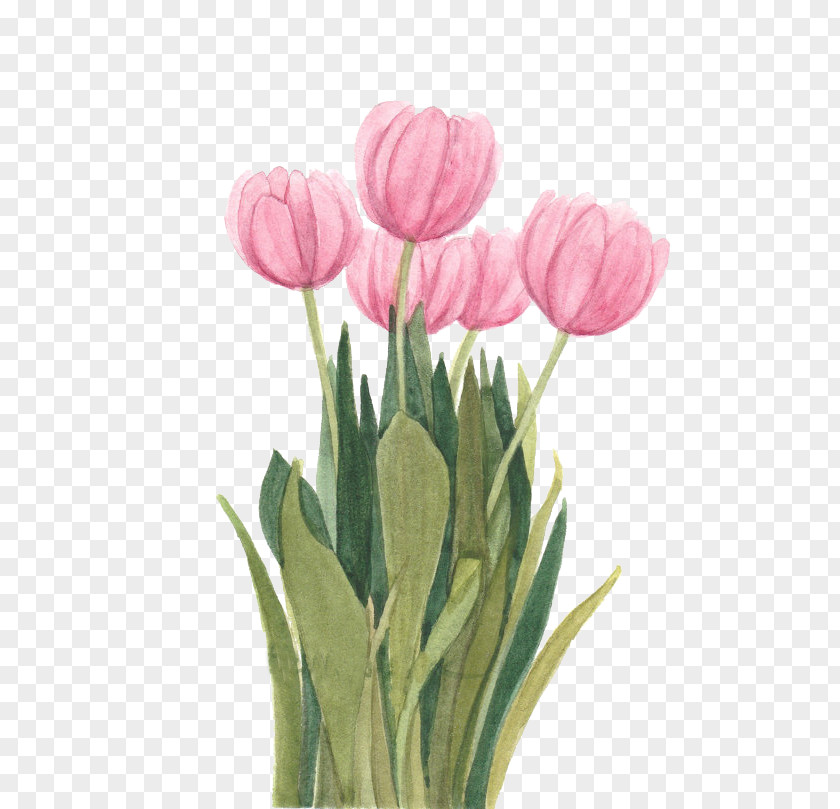 Tulip Watercolor Painting Floral Design Flower PNG