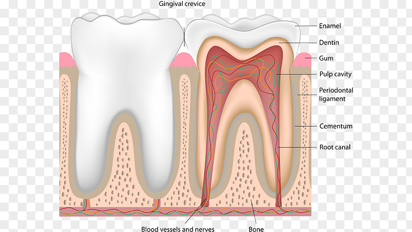 Dental Anatomy Of Teeth Human Tooth Pulp Dentistry Nerve Blood Vessel PNG