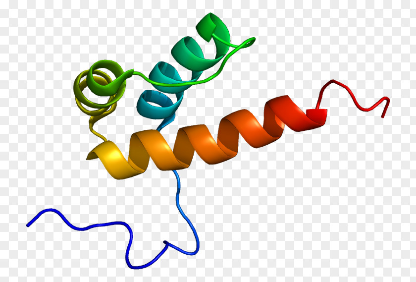PKNOX1 Protein Data Bank Protein–protein Interaction Gene PNG interaction Gene, others clipart PNG