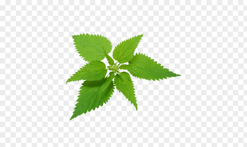 Plant Common Nettle Food Herbal Tea PNG