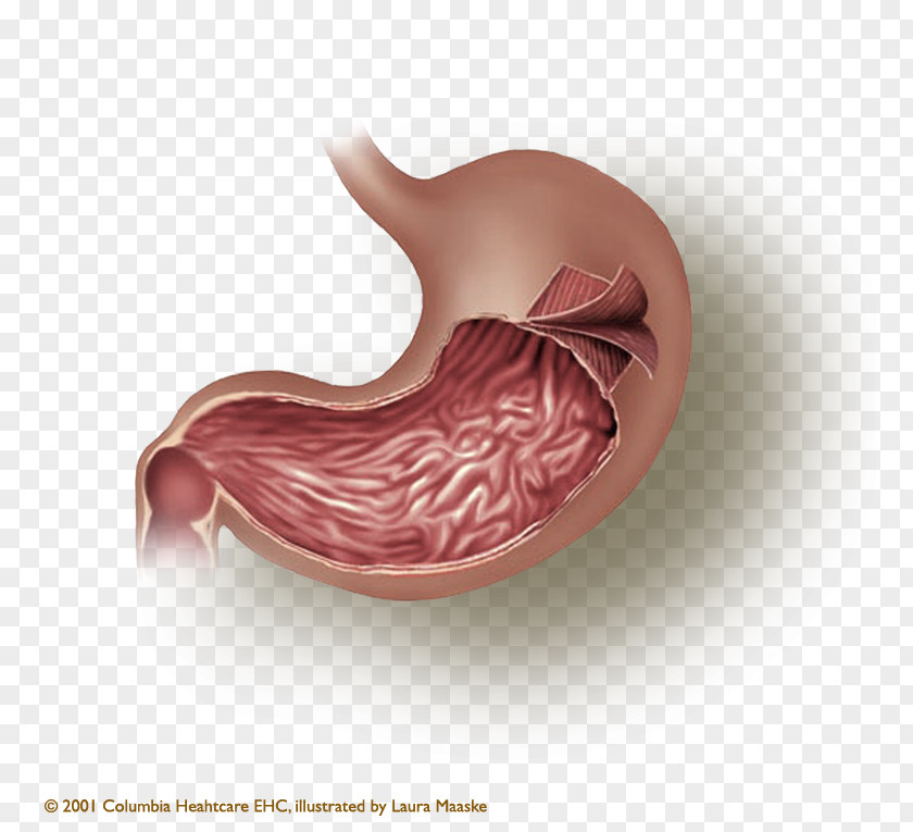 Stomach Smooth Muscle Tissue Muscular Layer PNG muscle tissue layer, clipart PNG