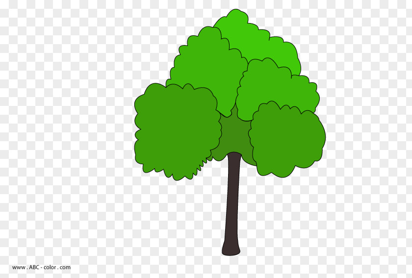 Tree Drawing Oak Raster Graphics Coloring Book PNG
