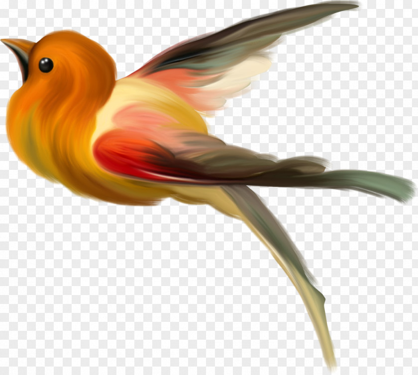 Birds Bird Animation Clip Art PNG