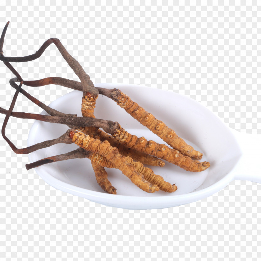 Chinese Medicine Cordyceps New Grass Nagqu Herbology High-definition Television PNG