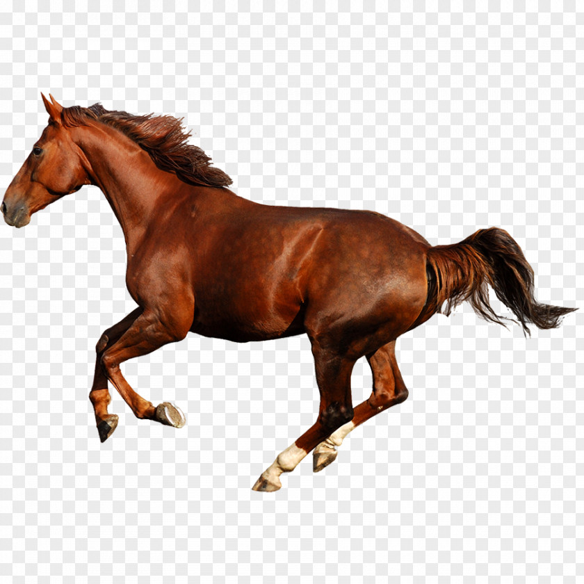 Friesian Horse Arabian Stock Photography Stallion Gallop PNG