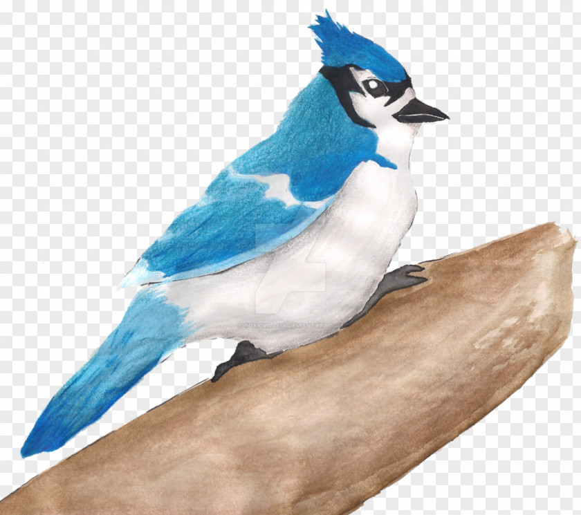 Pencil Villain Blue Jay Beak Feather PNG