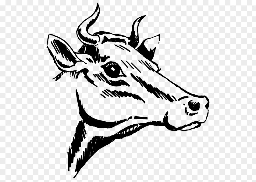 Texas Longhorn Drawing Clip Art PNG