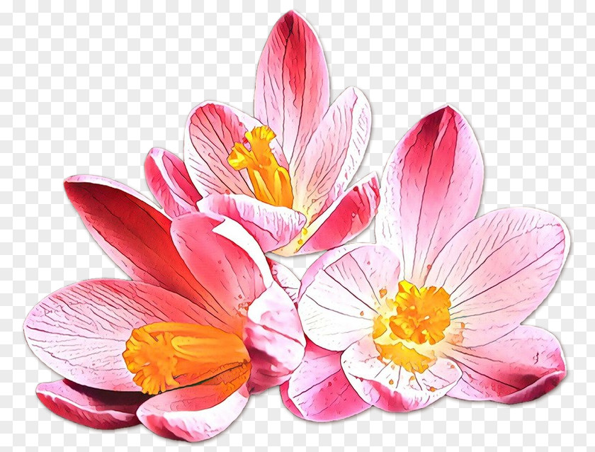 Wildflower Cut Flowers Flower Petal Plant Pink Crocus PNG