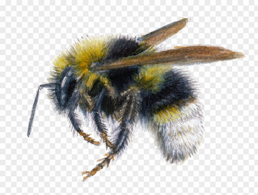 BUMBLEBEE Insect Honey Bee Bombus Bohemicus Psithyrus Vestalis PNG