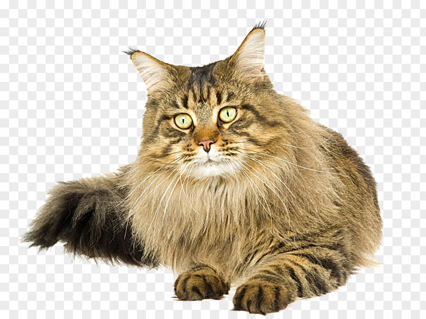 Lying Cat Picture Maine Coon Kitten Paper Food Felidae PNG