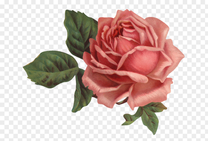 Rose Paper Pink Flowers PNG