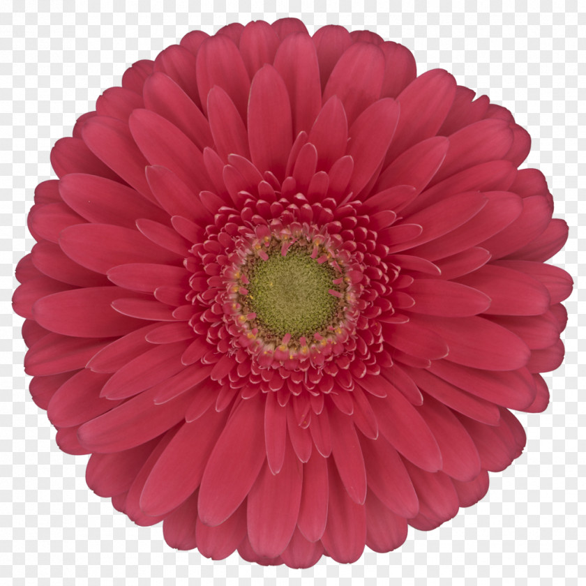 Transvaal Daisy Cut Flowers Flower Floristry Logo PNG