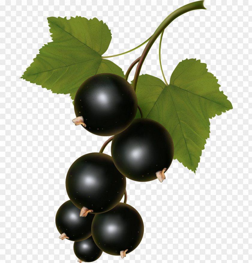 Grapes Zante Currant White Blackcurrant Clip Art PNG