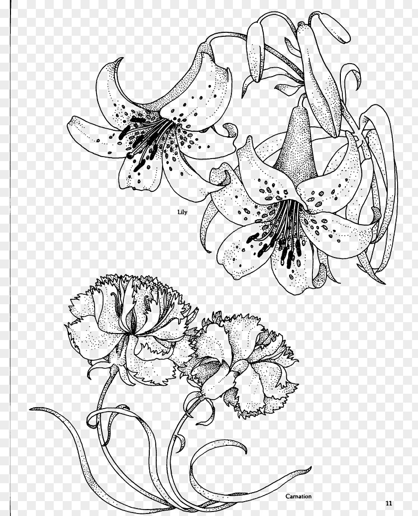 Lily Flowers Line Drawing Carnation Birth Flower Coloring Book PNG