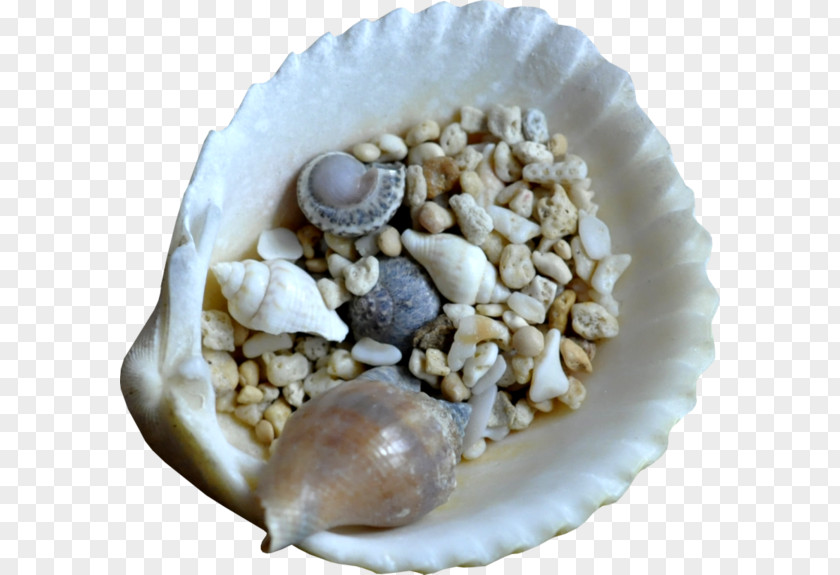 Shells Small Mussel Oyster Seashell Clip Art PNG