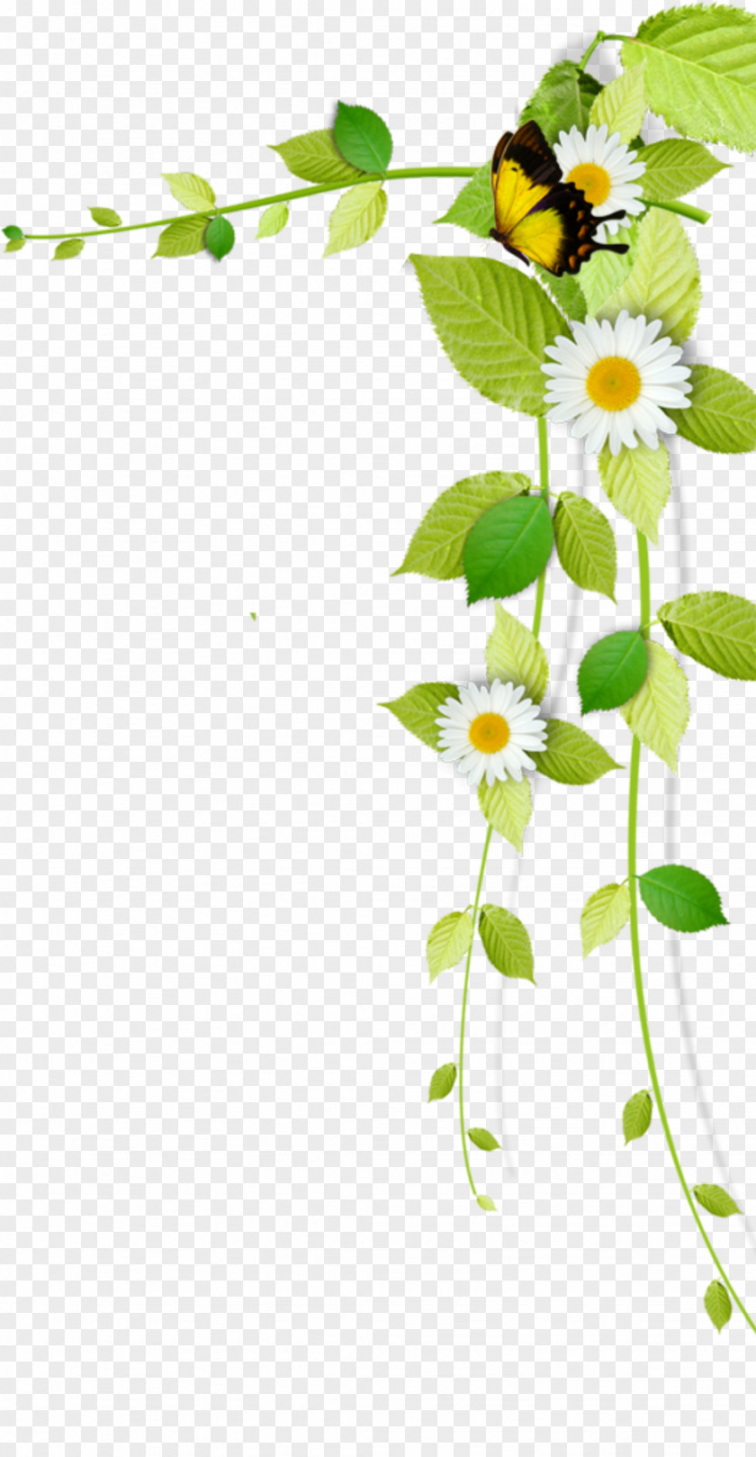 Flowers And Vines PNG and vines clipart PNG