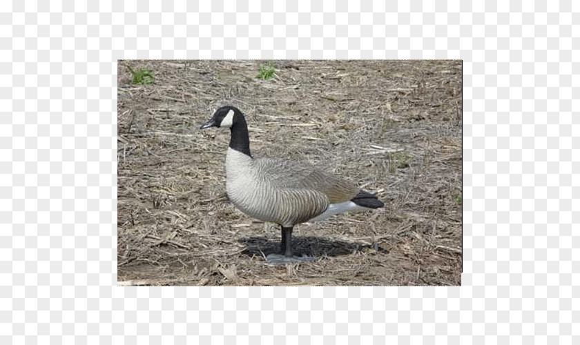 Goose Canada Duck Decoy Waterfowl Hunting PNG