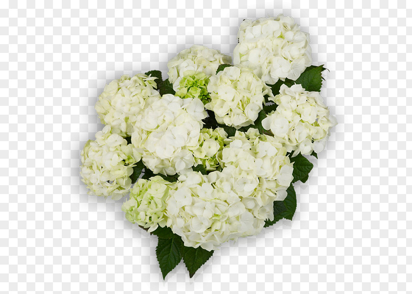 Hydrangea Plant French Cut Flowers You+Me PNG