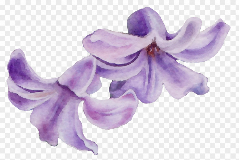 Moth Orchid Bellflower Family Lavender PNG