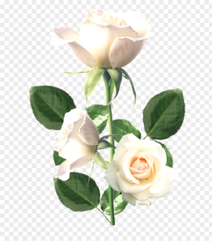 Flowers Creative Background Material,Beautiful White Rose Flower Icon PNG