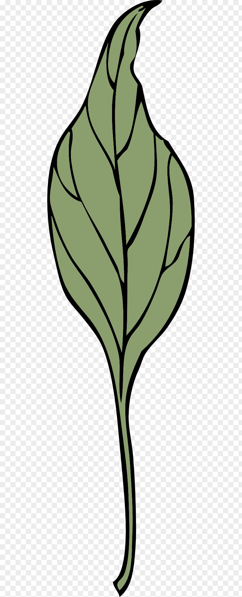 Leaf Clip Art PNG