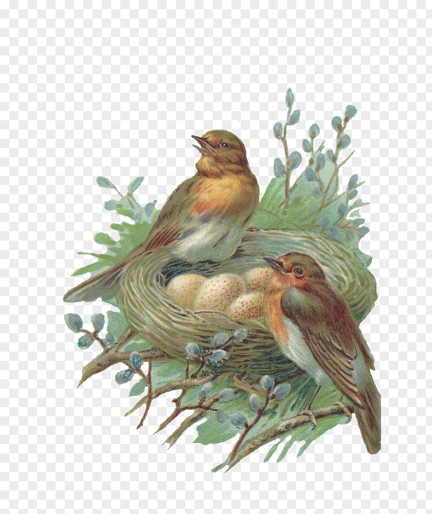 Nest Png Image Edible Bird's Bird PNG