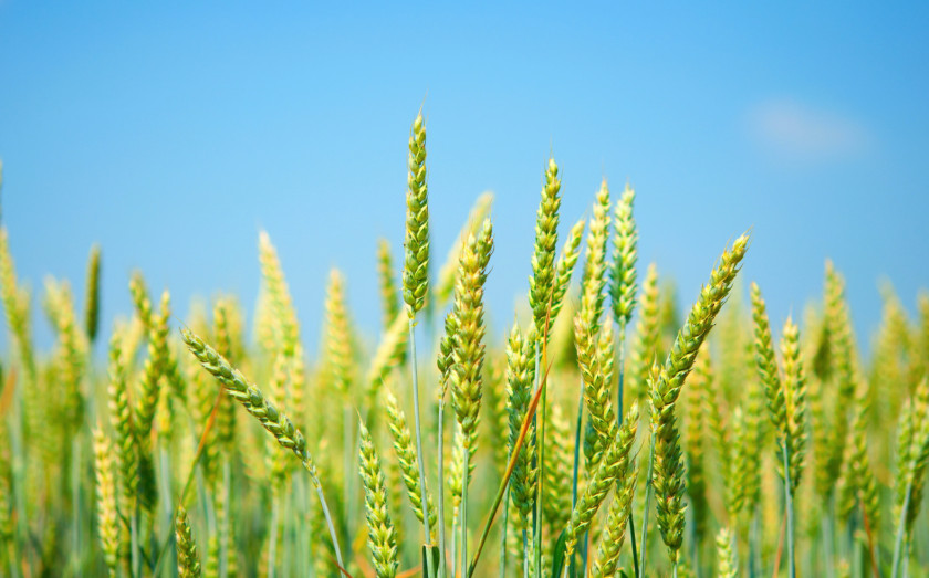 Wheat Common Desktop Wallpaper Fields Cereal Wheatgrass PNG