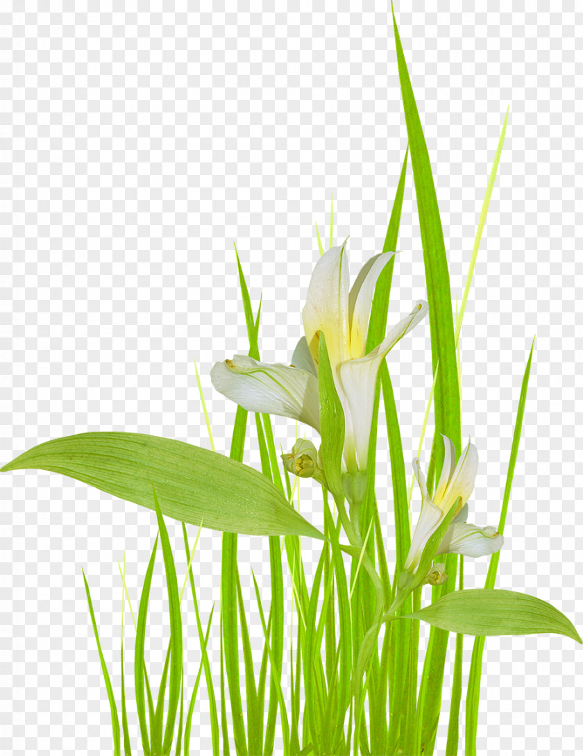 Bamboo Ryegrass Flower Herbaceous Plant Stem PNG