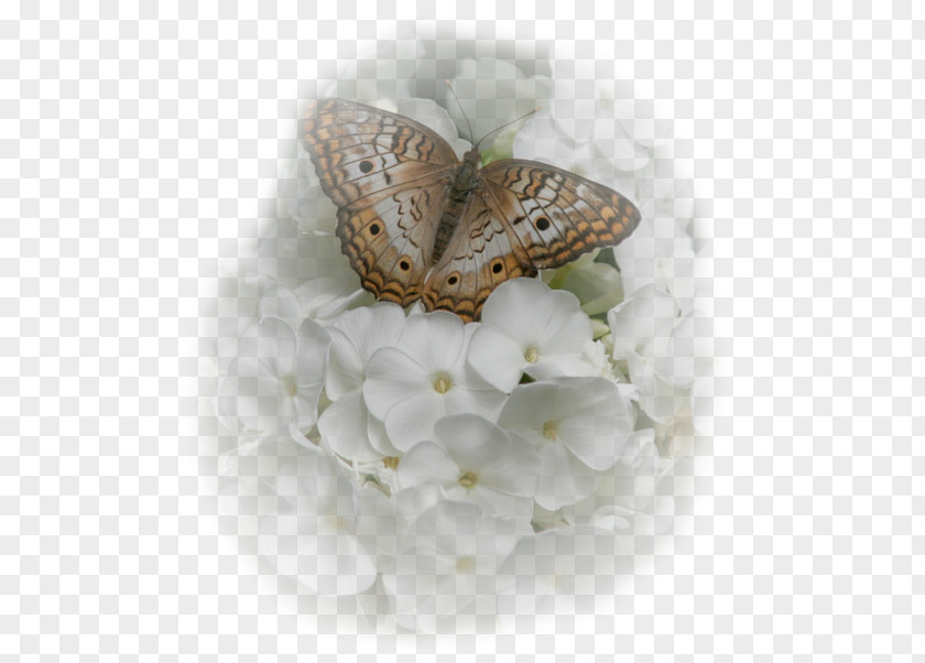 Butterfly Silkworm Flower Moth Inachis Io PNG