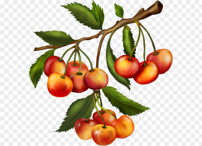 Cherry Fruit Food Trinity PNG